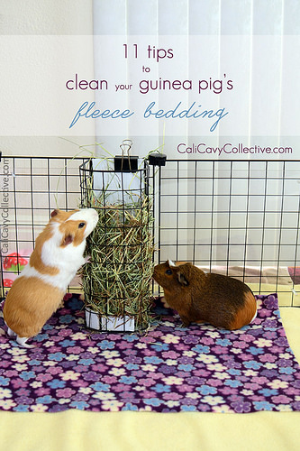 How do you clean your Guinea Pigs fleece bedding before the wash? how-do-you-clean-your-guinea-pigs-fleece-bedding-before-the-wash